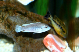 Лабидохромис Паллидус, Labidochromis pallidus