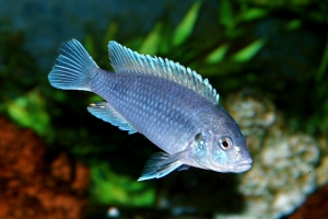 Лабидохромис Паллидус