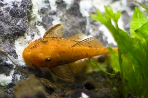 Лорикариевые, Orange Pleco