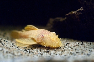 Лорикариевые, Bristlenose Pleco Bulldozer