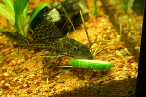 Лорикариевые, Hypostomus plecostomus