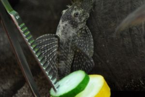 Лорикариевые, Ancistrus dolichopterus
