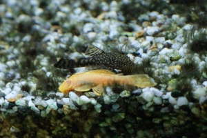 Лорикариевые, Albino Plecostomus