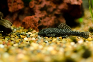 Лорикариевые, Plecostomus