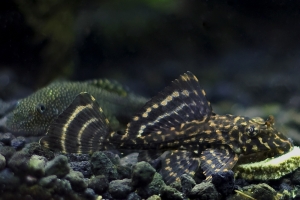 Лорикариевые, Leopard pleco