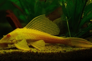 Лорикариевые, Orange Pleco