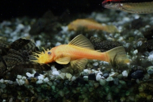 Лорикариевые, Albino Plecostomus