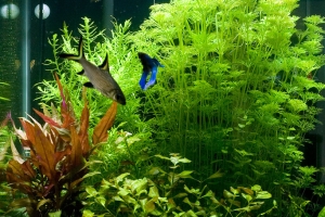 Людвигия, Людвигия ползучая (Ludwigia repens)