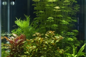 Людвигия, Людвигия ползучая (Ludwigia repens)