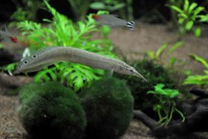 Макрогнатус, Macrognathus aculeatus