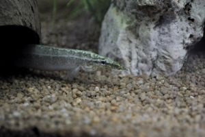 Макрогнатус, Macrognathus aculeatus