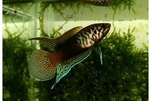 Макропод, Macropodus ocellatus