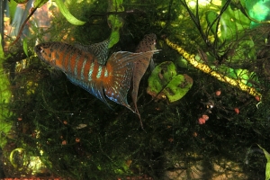 Макропод, Macropodus opercularis