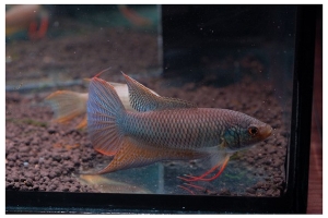Макропод, Macropodus erythropterus