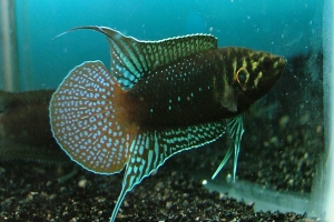 Макропод, Macropodus ocellatus