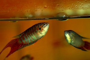 Макропод, Macropodus