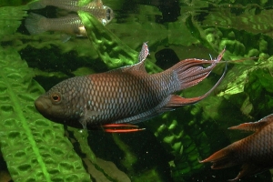 Макропод, Macropodus opercularis