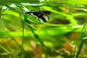 Карнегиелла мраморная, Marbled Hatchetfish