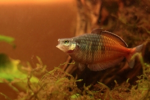 Меланотения Боэсмана, Melanotaenia boesemani