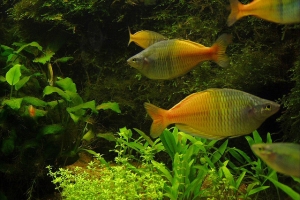 Меланотения Боэсмана, Melanotaenia boesemani