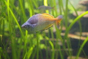 Меланотения Боэсмана, Melanotaenia boesemani