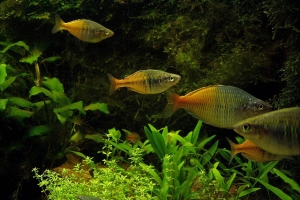 Меланотения Боэсмана, Melanotaenia boesemani