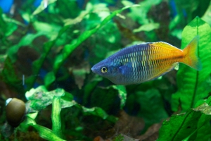 Меланотения Боэсмана, Melanotaenia boesemani