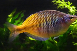 Меланотения Боэсмана, Melanotaenia boesemani