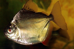 Метиннис, Metynnis hypsauchen