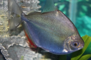 Метиннис, Metynnis hypsauchen