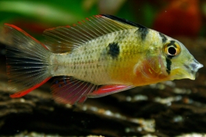 Боливийский хромис-бабочка, Mikrogeophagus Altispinosa