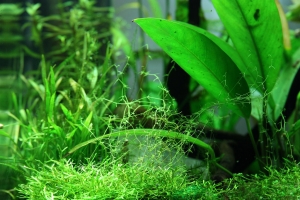 Нано Аквариумы, Dennerle Nano 20L Aquarium