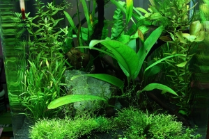 Нано Аквариумы, Dennerle Nano 20L Aquarium