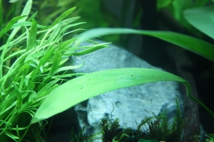 Нано Аквариумы, Dennerle Nano 20L Aquarium