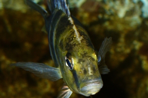 Нимбохромис, Nimbochromis