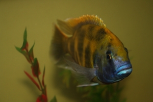 Нимбохромис, Nimbochromis