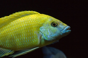 Нимбохромис, Nimbochromis