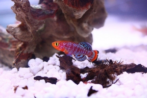 Нотобранхиус Рахова, Nothobranchius rachovii