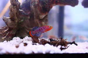 Нотобранхиус Рахова, Nothobranchius rachovii