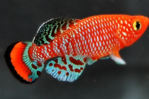 Нотобранхиус Рахова, Nothobranchius rachovii