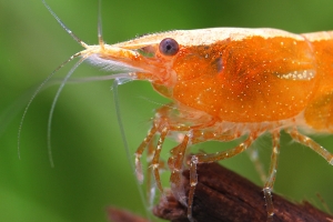 Креветка Рилли Оранж, Orange rili shrimp