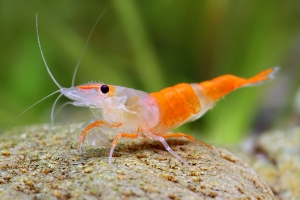 Креветка Рилли Оранж, Orange rili shrimp