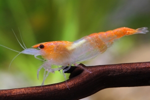 Креветка Рилли Оранж, Orange rili shrimp