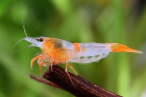 Креветка Рилли Оранж, Orange rili shrimp