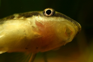 Отоцинклюс, Otocinclus