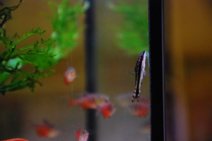 Отоцинклюс, Otocinclus