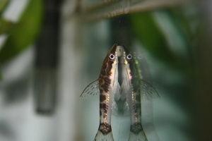 Отоцинклюс, Otocinclus
