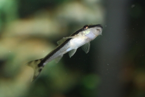 Отоцинклюс, Otocinclus