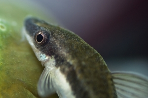 Отоцинклюс, Otocinclus