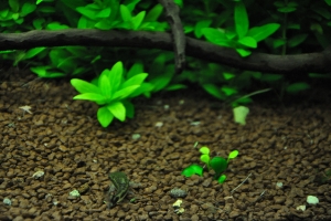 Отоцинклюс, Otocinclus